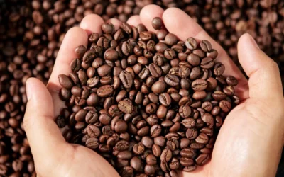 Tipos de granos de café: descubre sus diferencias y cuál es el ideal para ti